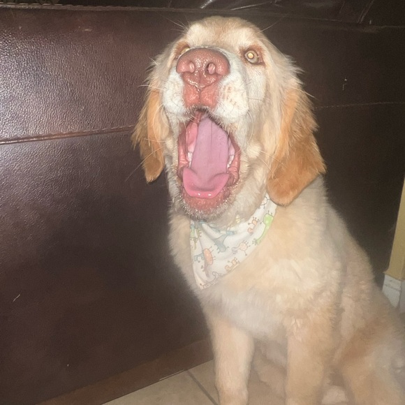 Meet your Posher, Zaray - Picture 2 of 8